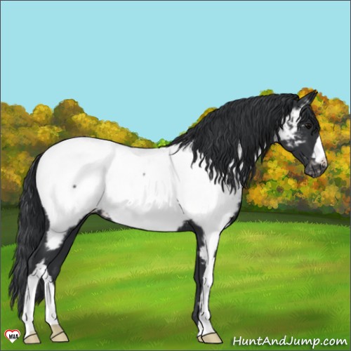 Horse Color:Black Appaloosa 