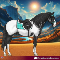 Horse Color:Black Appaloosa 