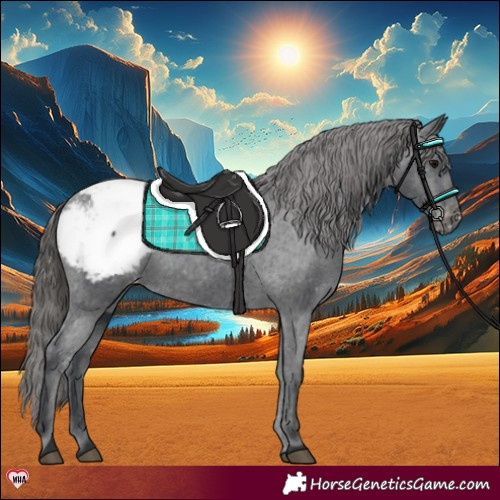 Horse Color:Black Appaloosa