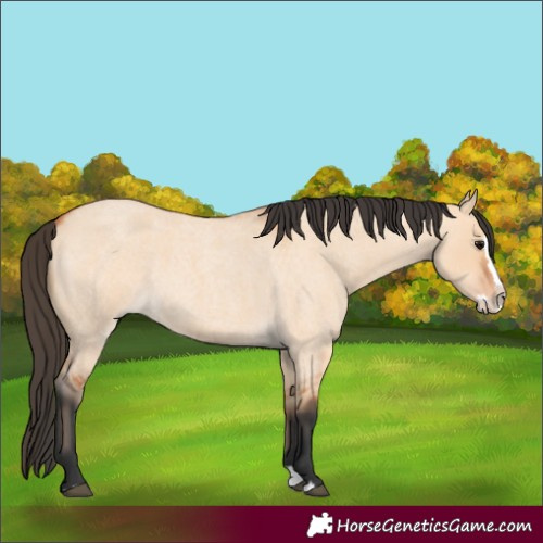 Horse Color:Bay Roan Dun Splash 