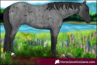 Horse Color:Blue Roan