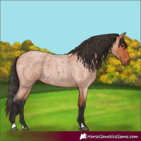 Horse Color:Bay Roan 