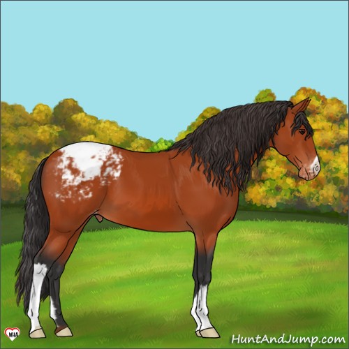 Horse Color:Bay Appaloosa 