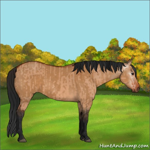 Horse Color:Brown Dun and Gray Brown Dun