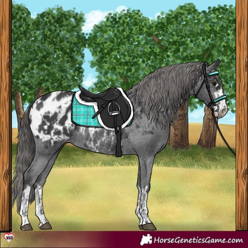 Horse Color:Black Blanket and Black Blanket Rabicano