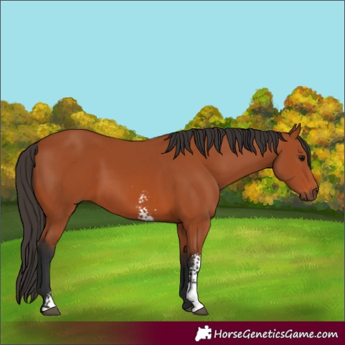 Horse Color:Bay Sabino 