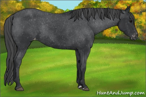 Horse Color:Black Appaloosa Rabicano 