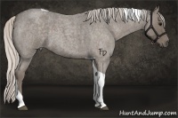 Horse Color:Silver Blue Roan Tobiano 