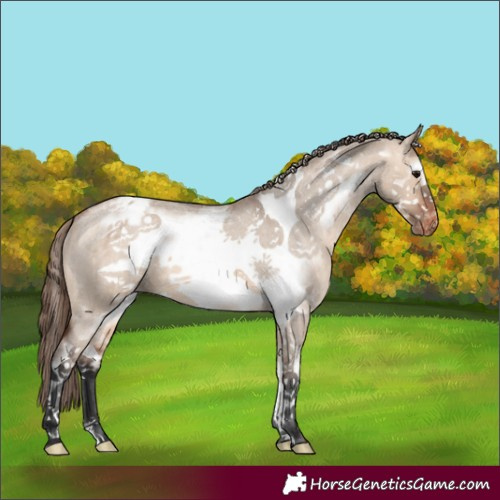 Horse Color:White Spotted Bay Roan Dun Frame Appaloosa 