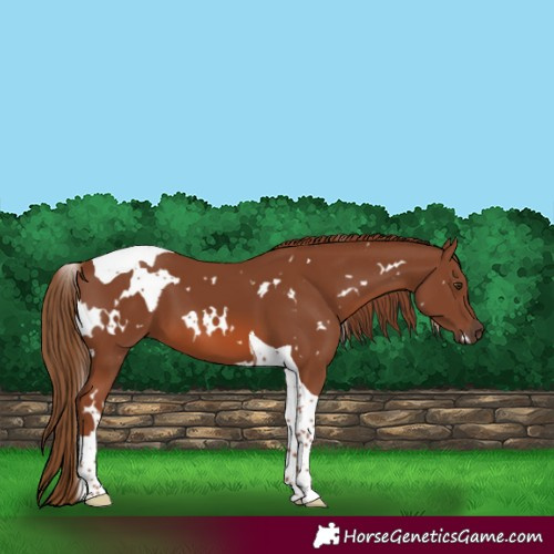 Horse Color:White Spotted Chestnut Tobiano 