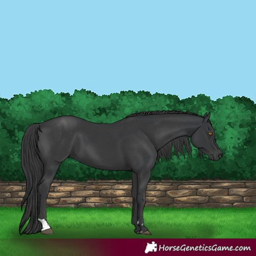 Horse Color:Black and Black