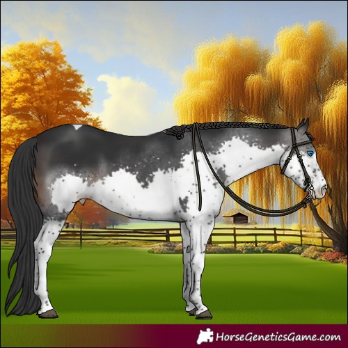 Horse Color:Brown Splash Tobiano Rabicano 