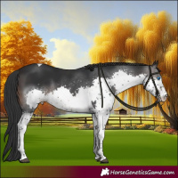Horse Color:Brown Splash Tobiano Rabicano