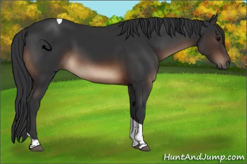 Horse Color:Brown Tobiano Rabicano 