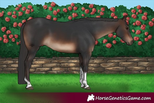 Horse Color:Brown Tobiano Rabicano 