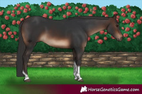 Horse Color:Brown Tobiano Rabicano 