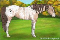 Horse Color:Amber Champagne Sabino Tobiano Appaloosa  and Amber Champagne Sabino Tobiano Appaloosa 