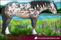 Horse Color:Brown Ice Tobiano Rabicano