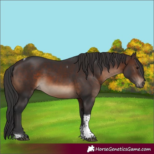 Horse Color:Brown Tobiano Rabicano