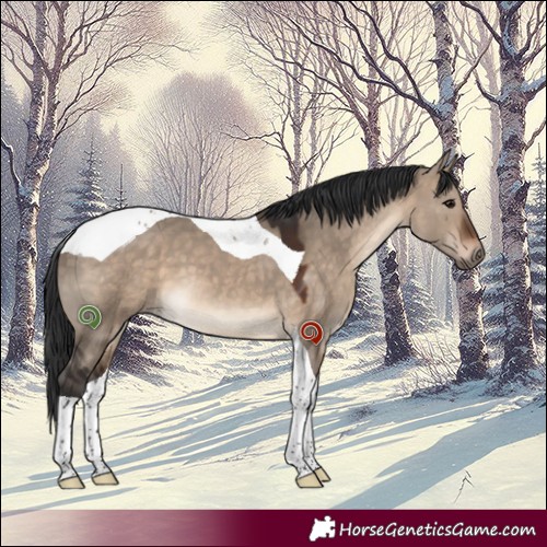Horse Color:Brown Dun Tobiano 