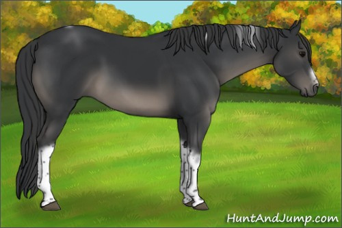 Horse Color:Black Tobiano Frame Rabicano 