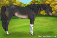 Horse Color:Brown Tobiano Rabicano