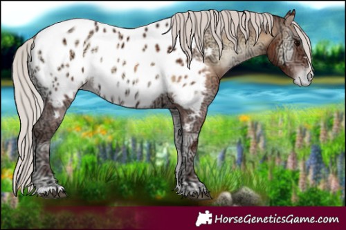 Horse Color:Silver Brown Ice Onyx Appaloosa 