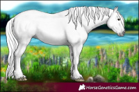 Horse Color:Gray White Spotted Silver Black 