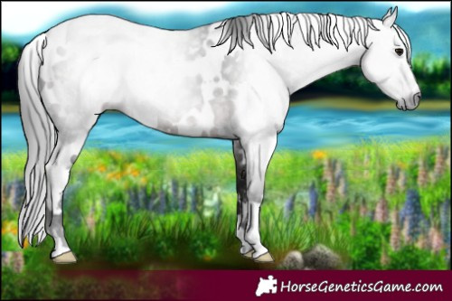 Horse Color:Gray Platinum White Spotted Bay 