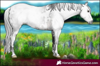 Horse Color:Gray Platinum White Spotted Bay 