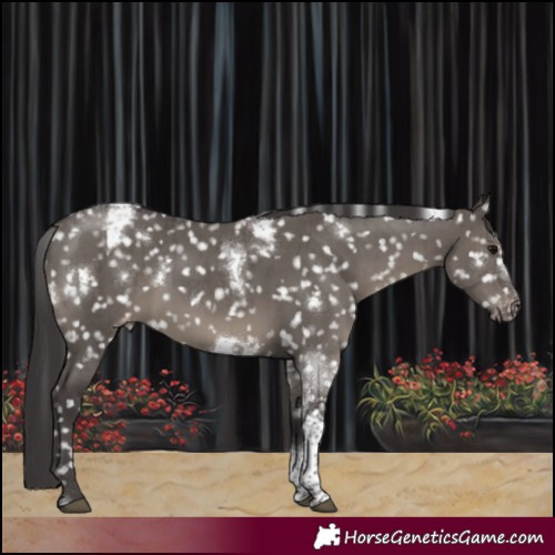 Horse Color:White Spotted Smoky Grullo Tobiano Snowcap Rabicano Brindle