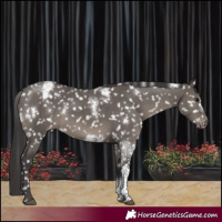 Horse Color:White Spotted Smoky Grullo Tobiano Appaloosa Rabicano Brindle 