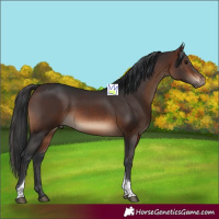 Horse Color:Brown Tobiano Rabicano
