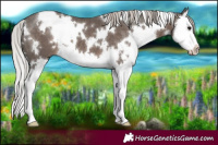Horse Color:White Spotted Silver Black Splash