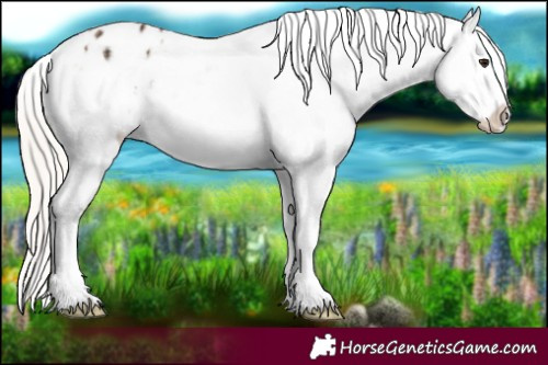 Horse Color:Silver Brown Ice Pearl Onyx Appaloosa