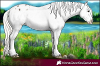 Horse Color:Silver Brown Ice Pearl Onyx Appaloosa 
