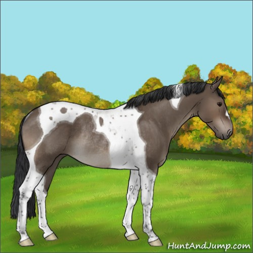 Horse Color:Brown Dun Tobiano Rabicano 