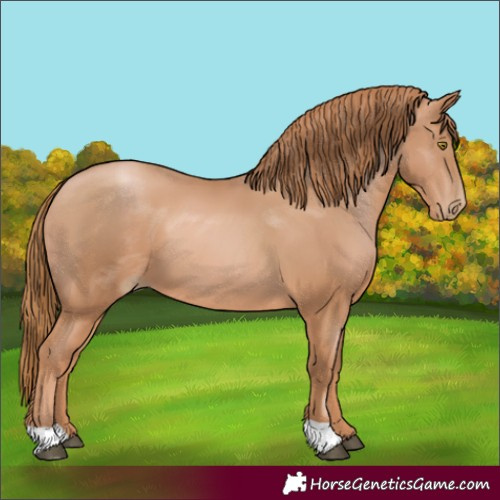 Horse Color:Chestnut Pearl 