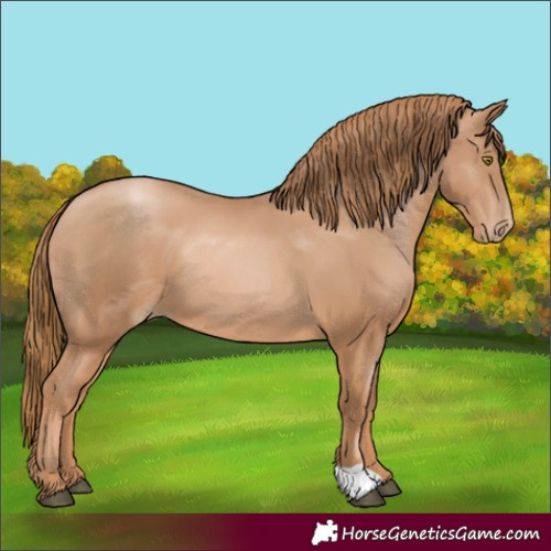 Horse Color:Chestnut Pearl