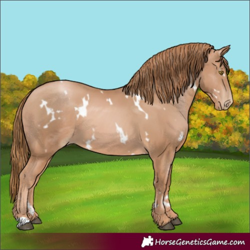 Horse Color:White Spotted Chestnut Pearl 