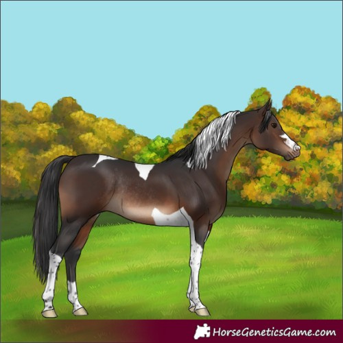 Horse Color:Brown Tobiano Rabicano 