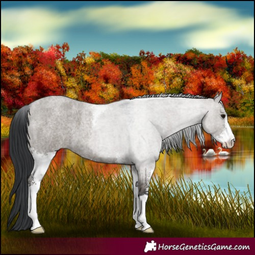 Horse Color:Grullo Roan Sabino