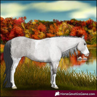 Horse Color:Grullo Roan Sabino 