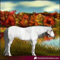 Horse Color:Grullo Roan Sabino 