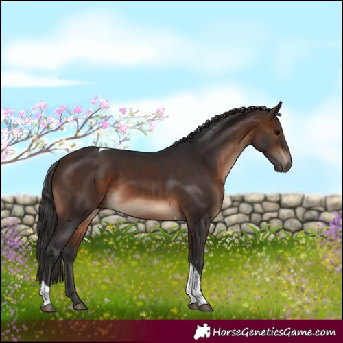 Horse Color:Brown Tobiano Rabicano 