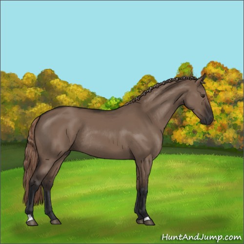 Horse Color:Liver Red Dun Rabicano 