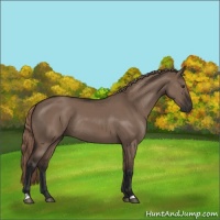 Horse Color:Liver Red Dun Rabicano 