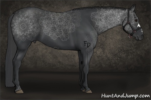 Horse Color:Black 
