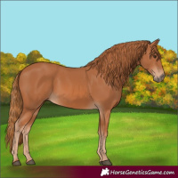Horse Color:Chestnut 