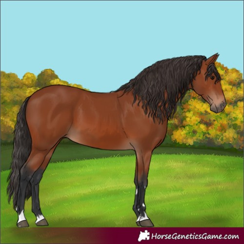 Horse Color:Bay 